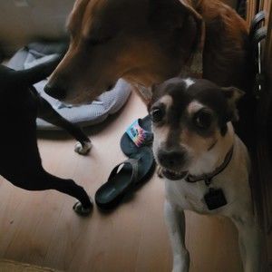 Meet your Posher, Norma